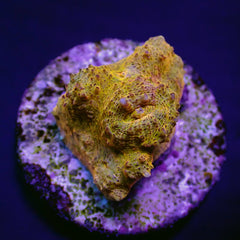 Echinophyllia spp. (Master Grade) (frag)