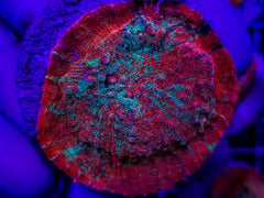Echinophyllia spp. (Premium) (frag)