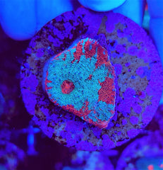 Echinophyllia spp. (Premium) (frag)