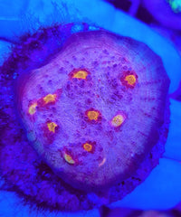 Echinophyllia spp. (Premium) (frag)