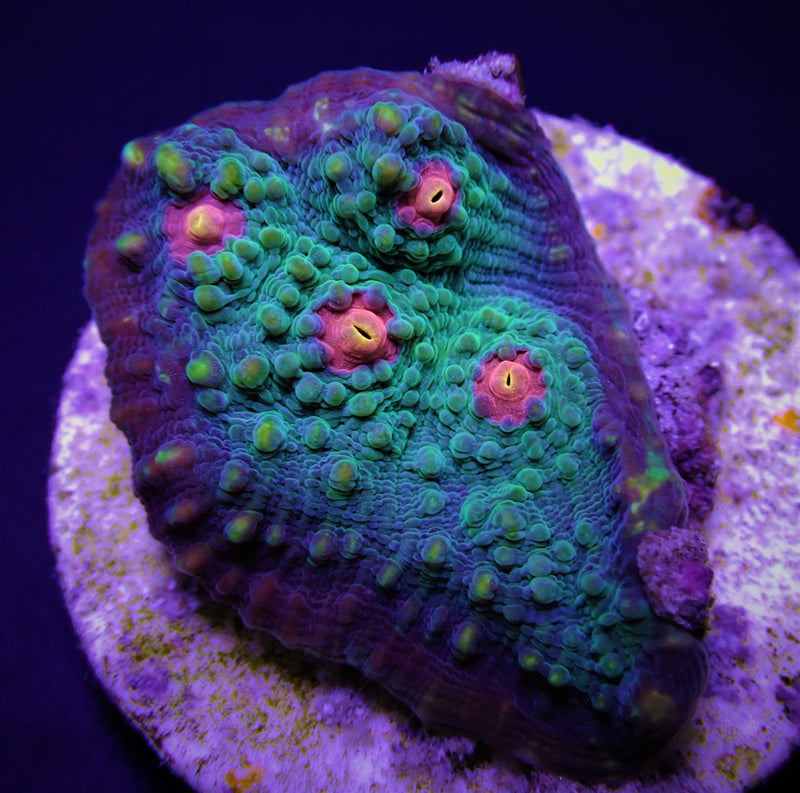 Echinophyllia spp. (Premium) (frag)
