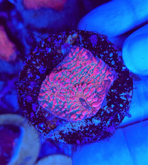 Echinophyllia spp. (Ultra) (frag)