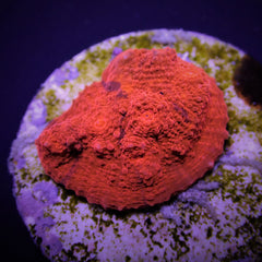 Echinophyllia spp. (Ultra) (frag)