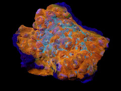 Echinophyllia spp. (Ultra)