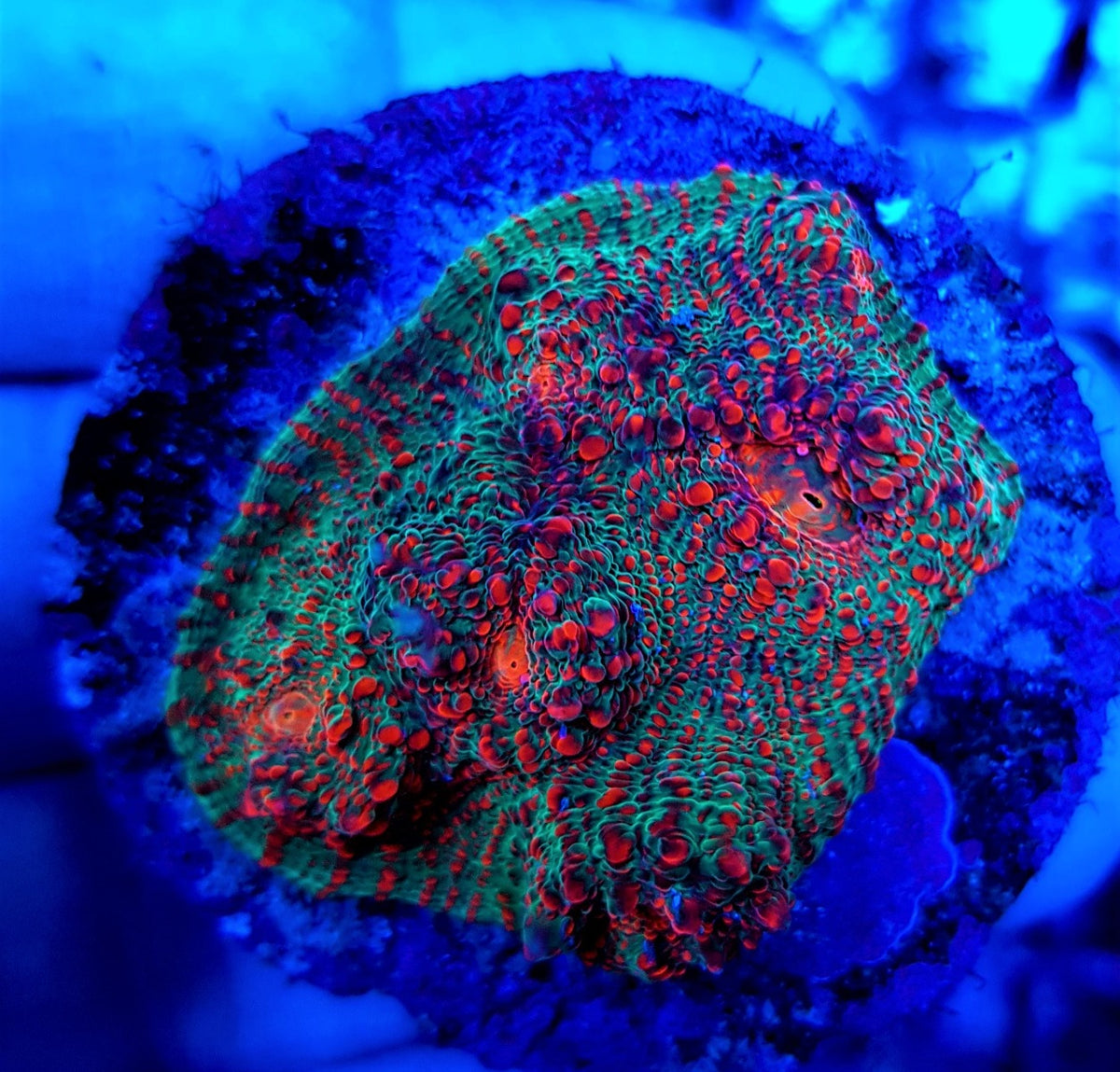 Echinophyllia spp. (Ultra) (frag)