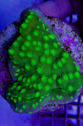 Echinopora lamellosa (Premium) (frag)