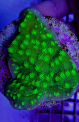 Echinopora lamellosa (Premium) (frag)