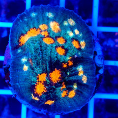 Echinopora spp. (Ultra) (frag)