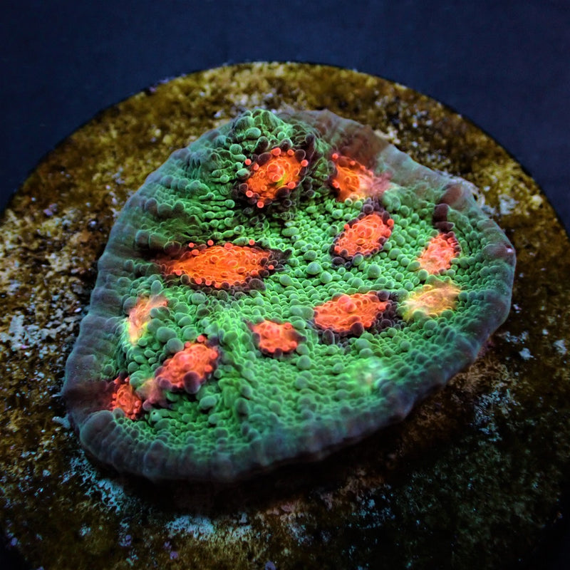Echinopora spp. (Ultra) (frag)