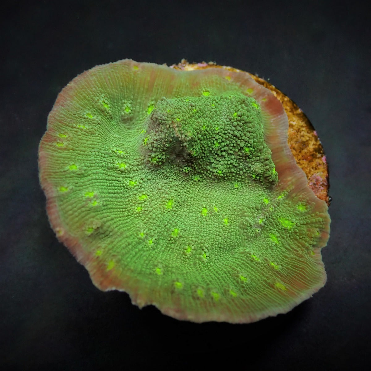 Echinopora spp. (Premium) (frag)