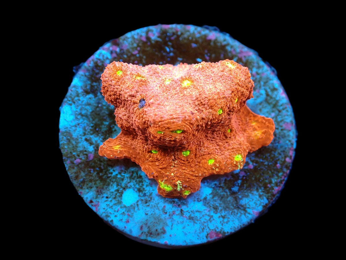 Echinopora taylorae (Yellow Eye) (DJM frag) pb 226