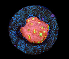 Echinopora taylorae (Yellow Eye) (DJM frag) (Rare) pb 011