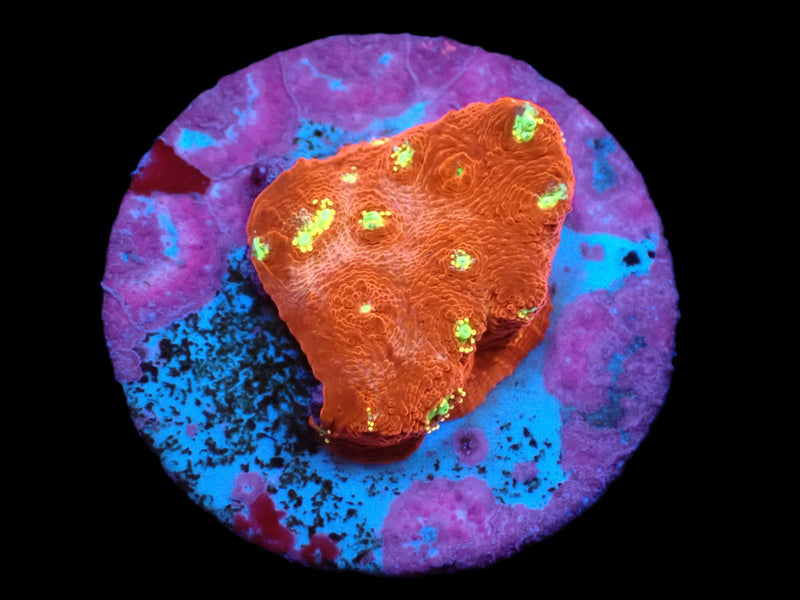 Echinopora taylorae (Yellow Eye) (DJM frag) (Rare) pb 351