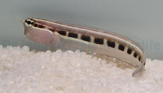 Ecsenius lineatus