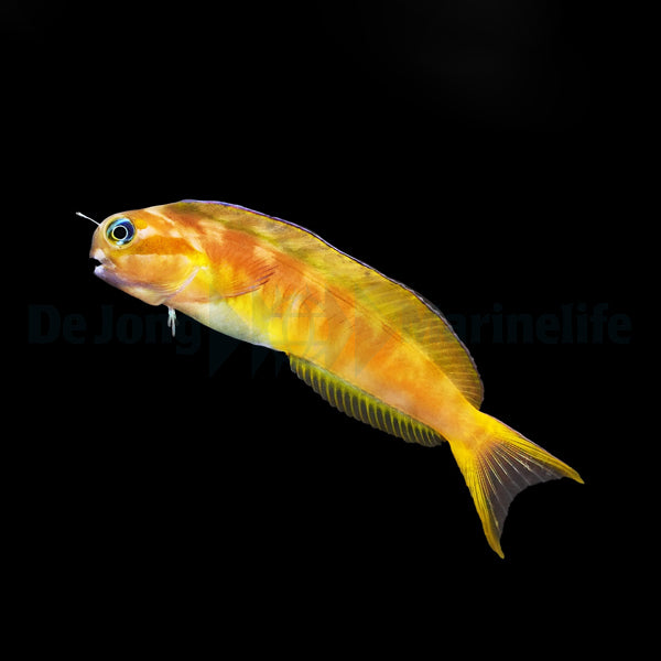 Ecsenius midas