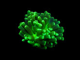 Euphyllia cristata (Green) (Ultra) (1 hd.)