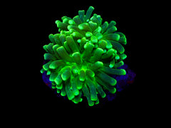 Euphyllia cristata (Green) (Ultra) (1 hd.)