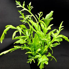 Ceratopteris cornuta (grof) pot