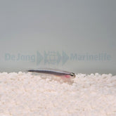 Elacatinus lori