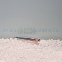 Elacatinus lori