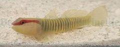 Elacatinus multifasciatus