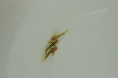 Elacatinus multifasciatus