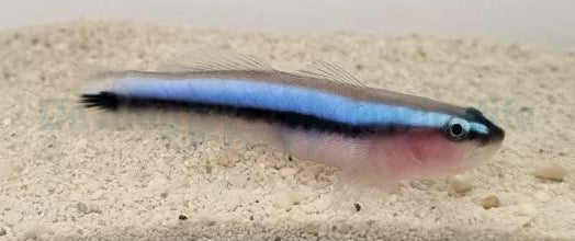 Elacatinus oceanops