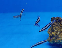 Elacatinus prochilos