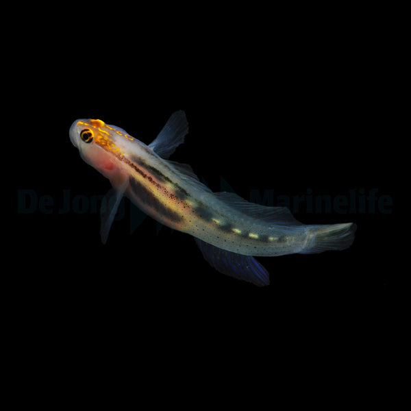 Elacatinus puncticulatus - T.B.
