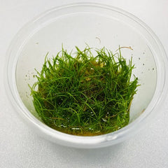 Eleocharis specie mini in cup @