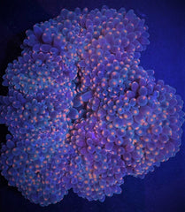 Entacmaea quadricolor (Orange tip)