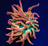 Entacmaea quadricolor (Sunburst-Rainbow)