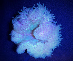 Epicystis crucifer
