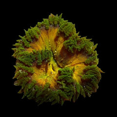 Epicystis crucifer (Ultra)