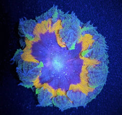 Epicystis crucifer (Ultra)