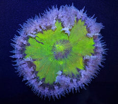 Epicystis crucifer (Ultra)