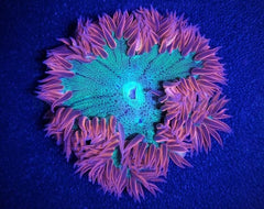 Epicystis crucifer (Ultra)