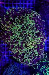 Euphyllia ancora (Tricolor)