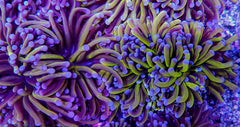 Euphyllia cristata (Gold Torch) (3 hds.) nf.