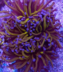 Euphyllia cristata (Gold Torch) (4 hds.) nf.