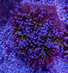 Euphyllia cristata (Gold Torch) (3 hds.) f.