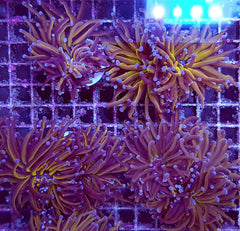 Euphyllia cristata (Gold Torch) (3 hds.) f.