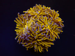 Euphyllia cristata (Gold Torch) (p/h)