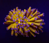 Euphyllia cristata (Gold Torch) (p/h)