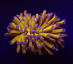 Euphyllia cristata (Gold Torch) (p/h)