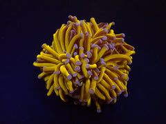 Euphyllia cristata (Gold Torch) (p/h)