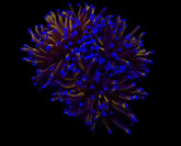 Euphyllia cristata (Gold Torch) (p/h)