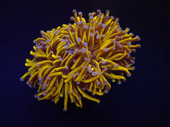 Euphyllia cristata (Gold Torch) (p/h)