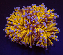 Euphyllia cristata (Gold Torch) (p/h)