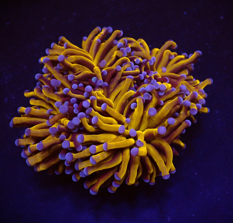 Euphyllia cristata (Gold Torch) (p/h)